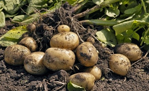 Ленобласть удвоит производство семенного картофеля ради безопасности России