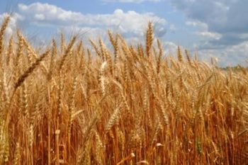 Выведен новый сорт пшеницы