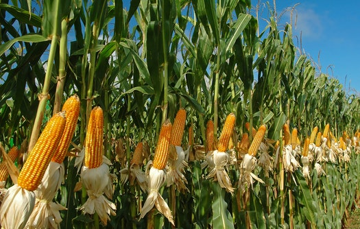 Прогноз урожайности кукурузы в разных зонах