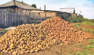 Картошка «не той системы»