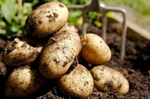 Уникальные сорта картофеля