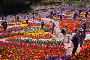100 тысяч тюльпанов Никитского сада