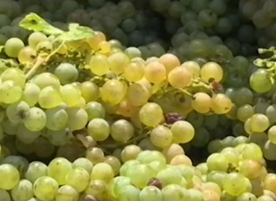 В Крыму появится центр селекции винограда