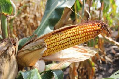 Кукуруза повышает культуру земледелия
