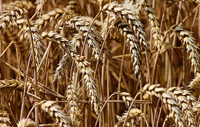 Ограничения по экспорту пшеницы