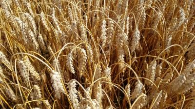 Урожайный сорт пшеницы