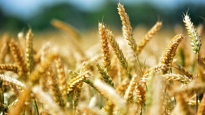 Урожайность новых сортов пшеницы