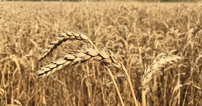 Cорт пшеницы «под заказ»