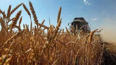 Рекордные показатели пшеницы в 2020