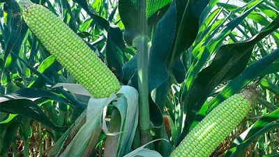 Уникальный гибрид кукурузы