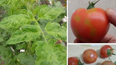 Будут доступны устойчивые сорта томата