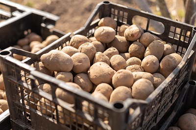 Новые сорта картофеля из Беларуси