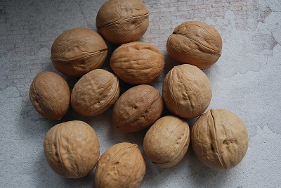 Новые сорта грецкого ореха