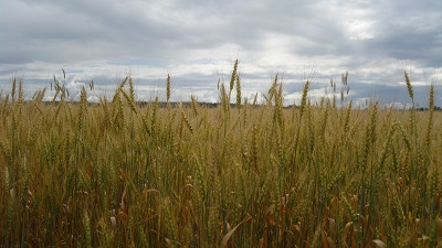Повышение урожайности зерновых