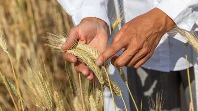 10 новых сортов пшеницы