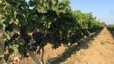 О селекции отечественного винограда