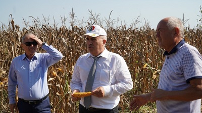 Возделывание кукурузы в республике Дагестан