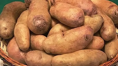 Новый сорт картофеля Винай