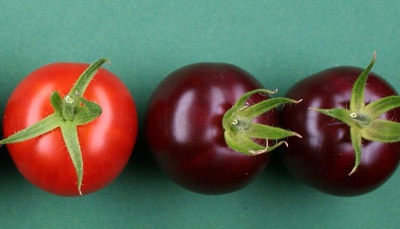 Выведены фиолетовые ГМО-помидоры
