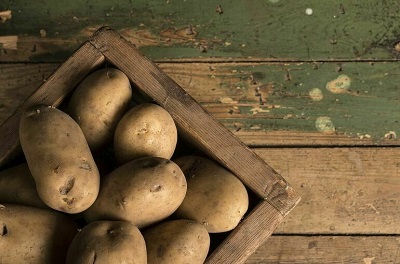 В России вывели новые сорта картофеля