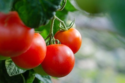«Экологический полевой помидор»