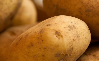Новый устойчивый сорт картофеля
