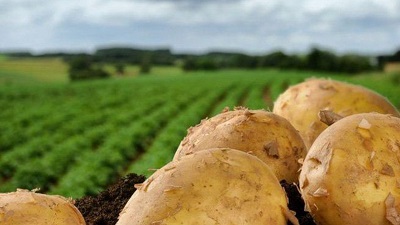 Высококачественный Костромской картофель
