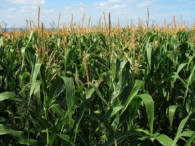 Создание устойчивой кукурузы