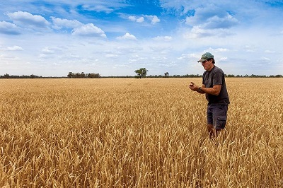 Открыта новая защита пшеницы