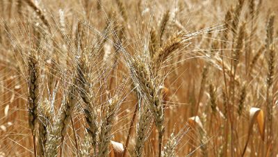 Новый сорт мягкой пшеницы