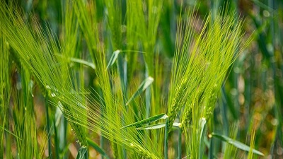 Уникальные сорта пшеницы в Крыму