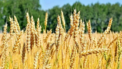 Исследование в селекции пшеницы