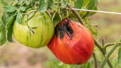 Создание устойчивых к вирусам томатов