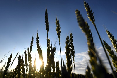 В РФ появилась отредактированная пшеница