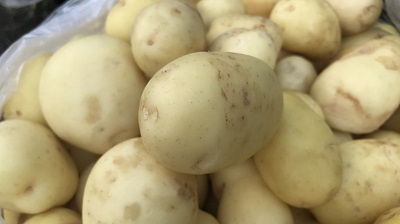 Новые формы картофеля
