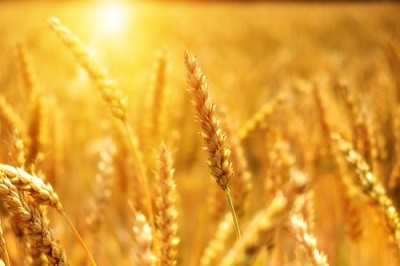 Создание адаптированных сортов пшеницы