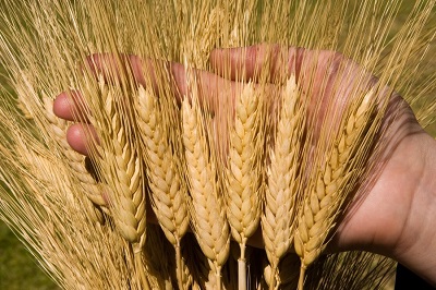 Пшеничная революция