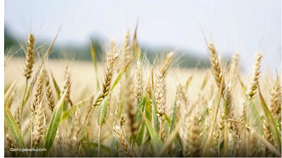 Отбор устойчивой отечественной пшеницы