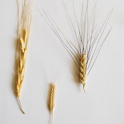 Новая пшеница для Сибири