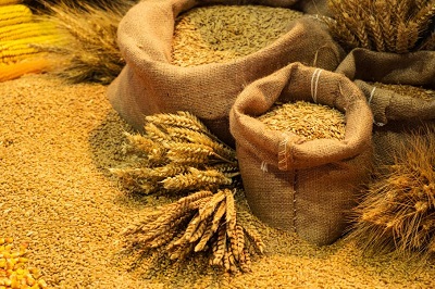 Новый устойчивый сорт пшеницы