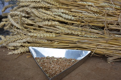 Уборка зерновых и зернобобовых культур