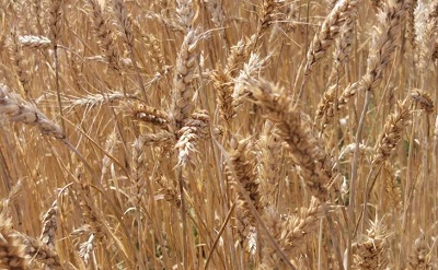 Термостойкая пшеница