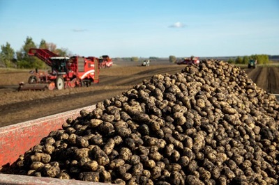 Развитие отечественной селекции картофеля
