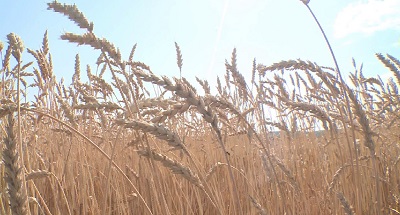 Урожайная пшеница «Ница»