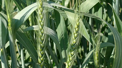 Стародавние сорта пшеницы