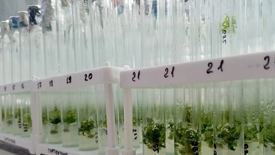 Клонирование растений для АПК