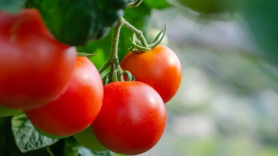 Новые сорта отечественных томатов