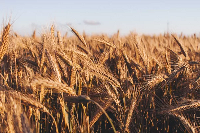 Новый засухоустойчивый сорт пшеницы