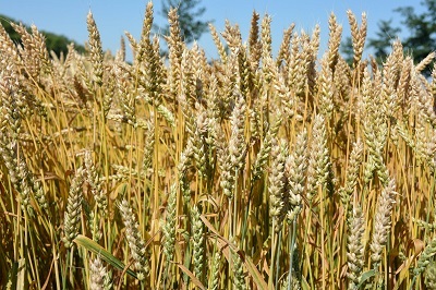 Урожайный сорт пшеницы члена НССиС