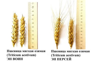 Два новых сорта озимой пшеницы